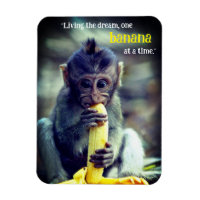 Bebê Macaco Comendo Banana