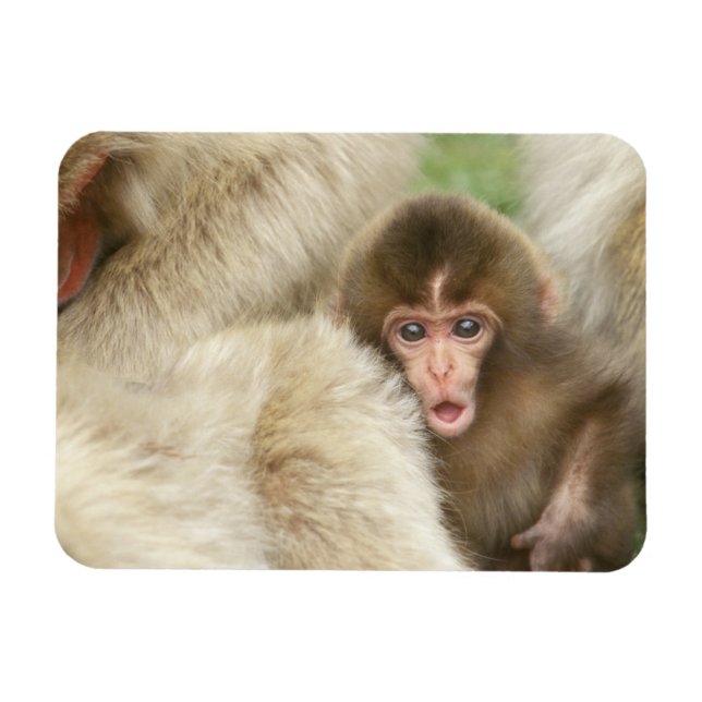 Ímã Bebê Macaco da Neve, Jigokudani, Nagano, Japão (Horizontal)