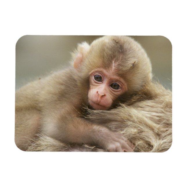 Ímã Bebê Macaco da Neve, Jigokudani, Nagano, Japão 2 (Horizontal)