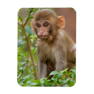 Ímã Bebê Macaco Rhesus, Templo do Macaco, Jaipur