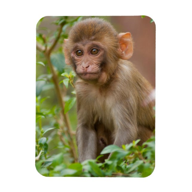 Ímã Bebê Macaco Rhesus, Templo do Macaco, Jaipur (Vertical)