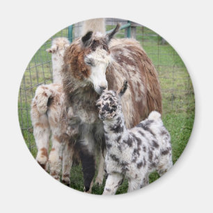 Imã Bebê & Mama Lama Beijo