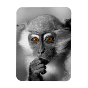 Ímã Bebê Mangabey Mackey
