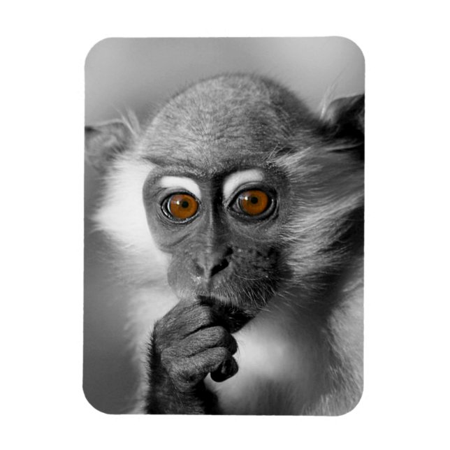 Ímã Bebê Mangabey Mackey (Vertical)