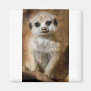 Imã Bebê Meerkat