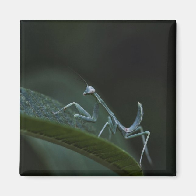 Imã Bebê Rezando Mantis (Frente)