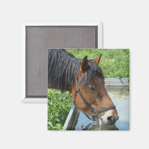 Imã Bebendo de Bay Pony de Água em Páscoa