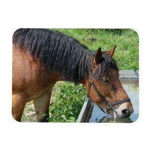 Ímã Bebendo de Bay Pony de Water Trough