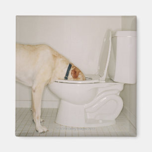Imã Bebendo do cão fora do toalete