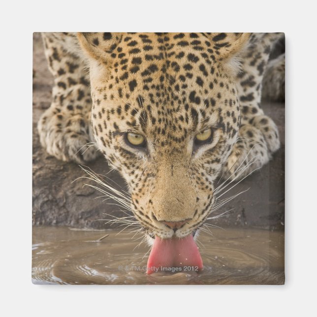 Imã Bebendo Leopardo, Parque Nacional do Grande Kruger (Frente)