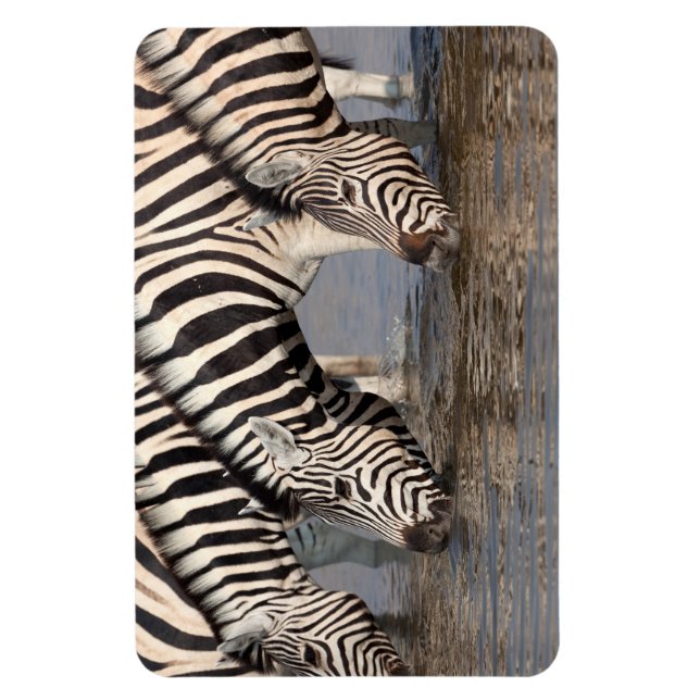 Ímã Bebendo Zebras (Vertical)