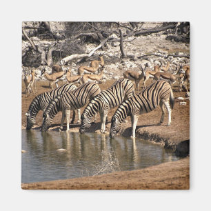 Imã Beber das zebras