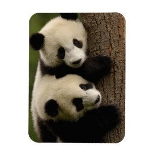 Ímã Bebês da panda gigante (melanoleuca do Ailuropoda