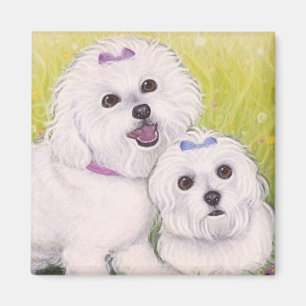 Imã Bebês de Bichon