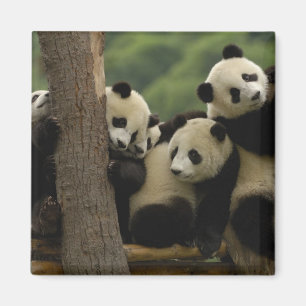 Imã bebês de panda gigante (Ailuropoda melanoleuca)