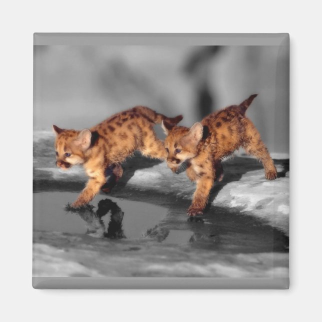 Imã Bebês Leopardos (Frente)