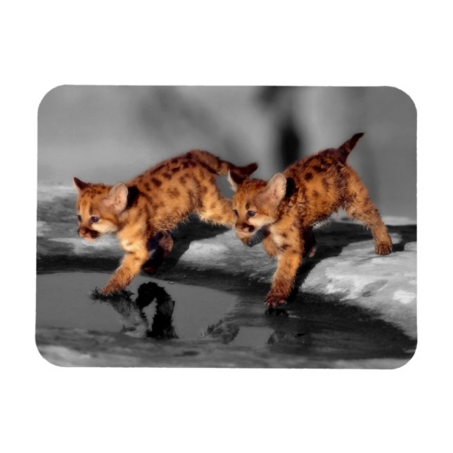 Ímã Bebês Leopardos (Horizontal)