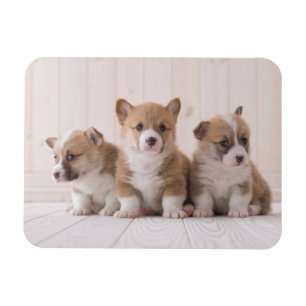 Ímã Bebês Mais Pobres   3 Bebês-Corgis