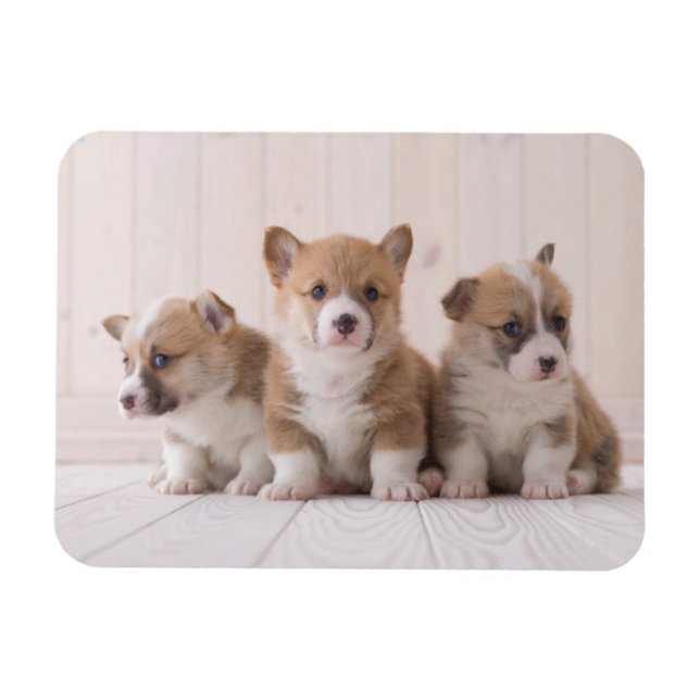 Ímã Bebês Mais Pobres | 3 Bebês-Corgis (Horizontal)