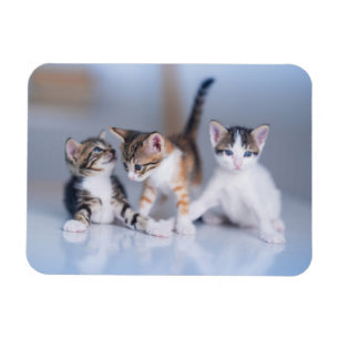 Ímã Bebês Mais Pobres 3 Gatinhos Tabby