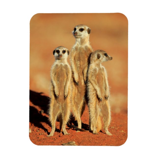 Ímã Bebês Mais Pobres | 3 Meerkats (Vertical)