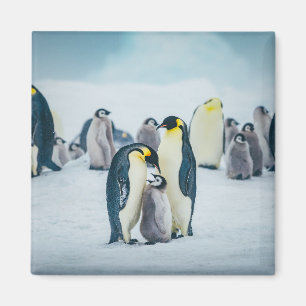 Imã Bebês Mais Pobres Alimentos para pinguins bebês