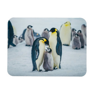 Ímã Bebês Mais Pobres   Alimentos para pinguins bebês