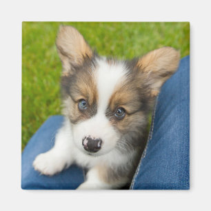 Imã Bebês Mais Pobres Baby Corgi no meu colo