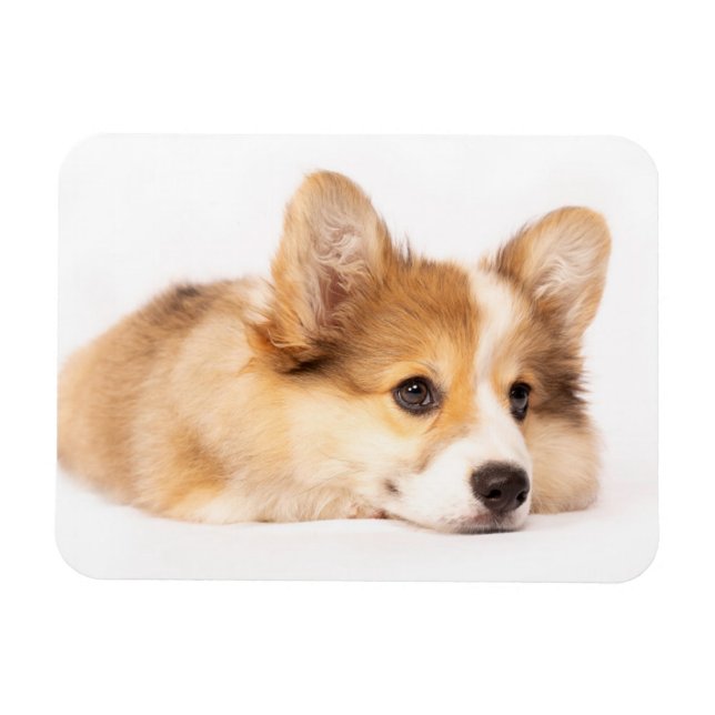 Ímã Bebês Mais Pobres | Baby Corgi Puppy Portraje (Horizontal)
