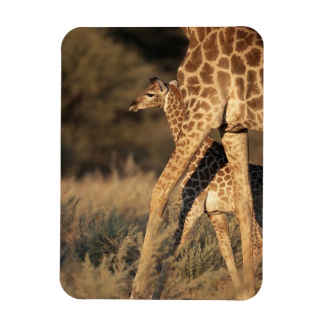 Ímã Bebês Mais Pobres | Baby Giraffe & Parent (Vertical)