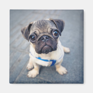Imã Bebês Mais Pobres   Baby Pug