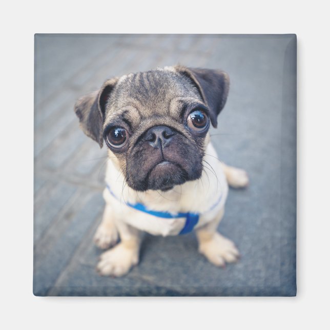 Imã Bebês Mais Pobres | Baby Pug (Frente)