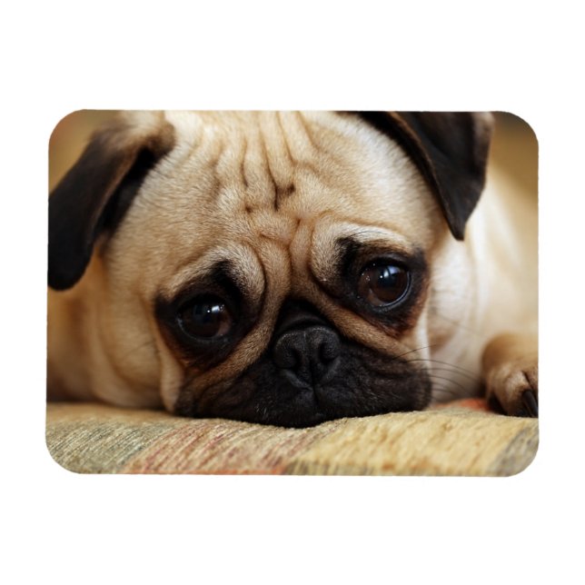 Ímã Bebês Mais Pobres | Bebê Pug Puppy (Horizontal)
