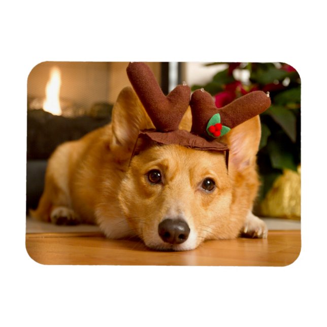 Ímã Bebês Mais Pobres | Berna de Natal de Corgi (Horizontal)