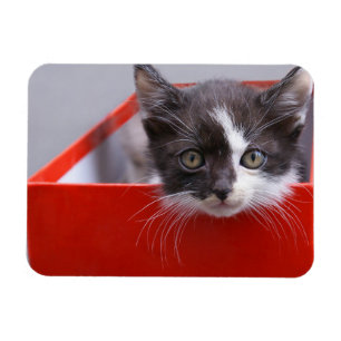 Ímã Bebês Mais Pobres   Black & White Kitten