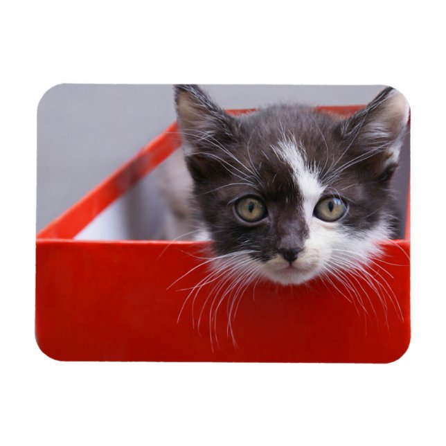 Ímã Bebês Mais Pobres | Black & White Kitten (Horizontal)