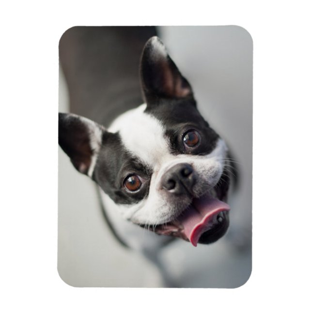 Ímã Bebês Mais Pobres | Boston Buldog Smile (Vertical)