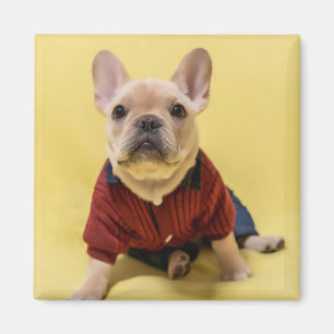 Imã Bebês Mais Pobres Buldogue francês vestido