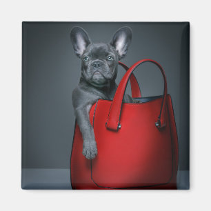 Imã Bebês Mais Pobres   Bulldog Francês no Handbag