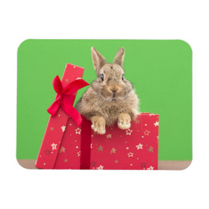Ímã Bebês Mais Pobres   Bunny Natal