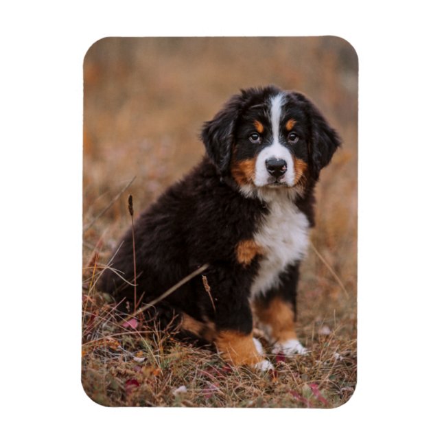 Ímã Bebês Mais Pobres | Cachorro de Montanha Bernese (Vertical)