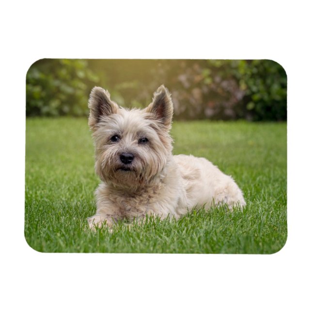 Ímã Bebês Mais Pobres | Cairn Terrier Dog (Horizontal)