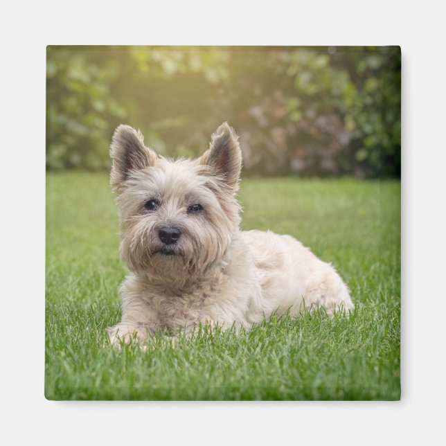 Imã Bebês Mais Pobres | Cairn Terrier Dog (Frente)
