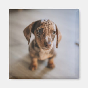 Imã Bebês Mais Pobres   Castanho Dachshund Puppy
