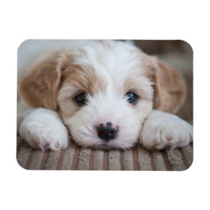Ímã Bebês Mais Pobres Cavashon Puppy
