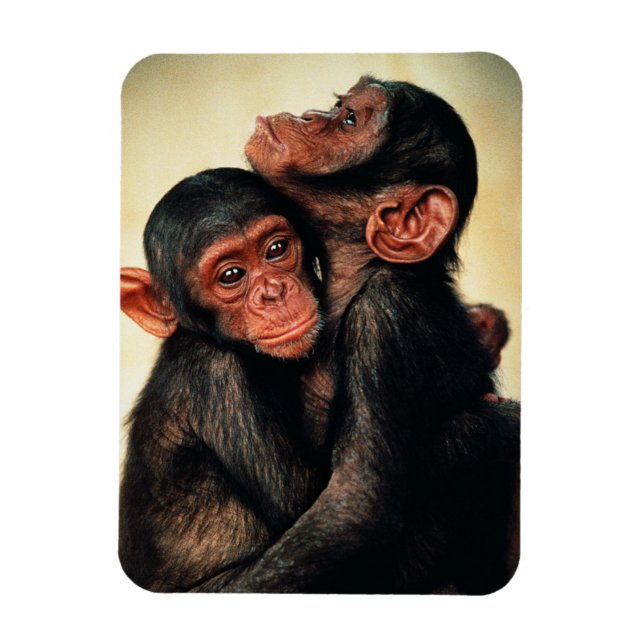 Ímã Bebês Mais Pobres | Chimpanzé Hug (Vertical)