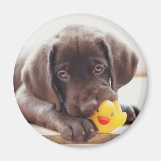 Imã Bebês Mais Pobres | Chocolate Labrador Puppy (Frente)