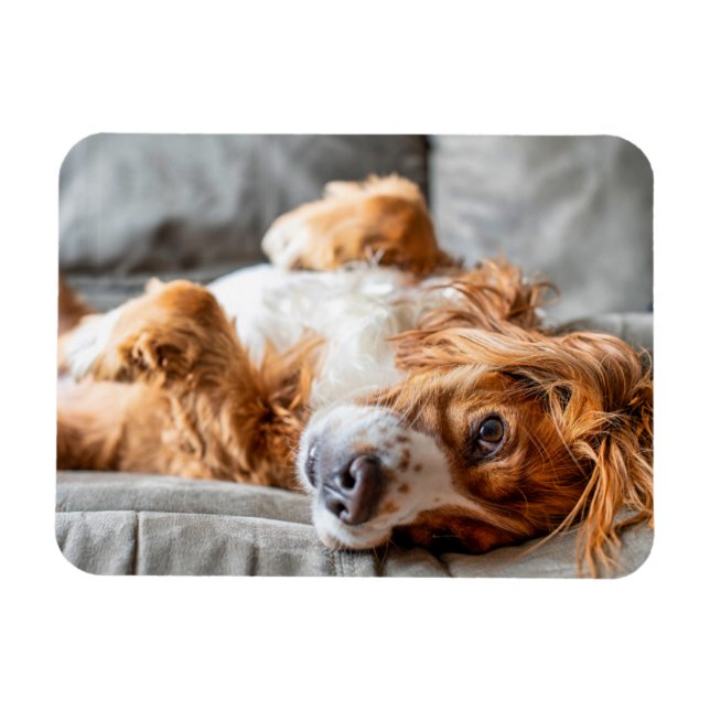 Ímã Bebês Mais Pobres | Cocker Spaniel (Horizontal)