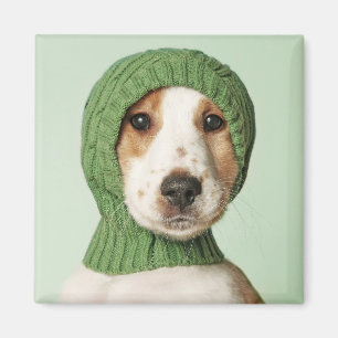 Imã Bebês Mais Pobres   Cocker Spaniel Puppy