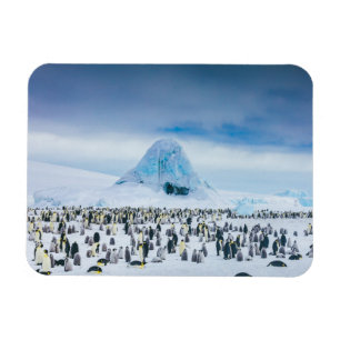 Ímã Bebês Mais Pobres Colônia de Imperador Penguin